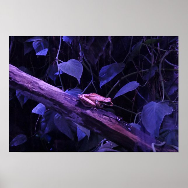 Affiche Grenouille arboricole au Costa Rica (Devant)