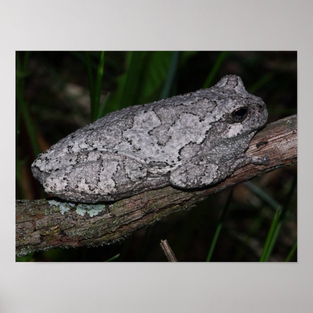 Affiche Grenouille arboricole grise (Devant)
