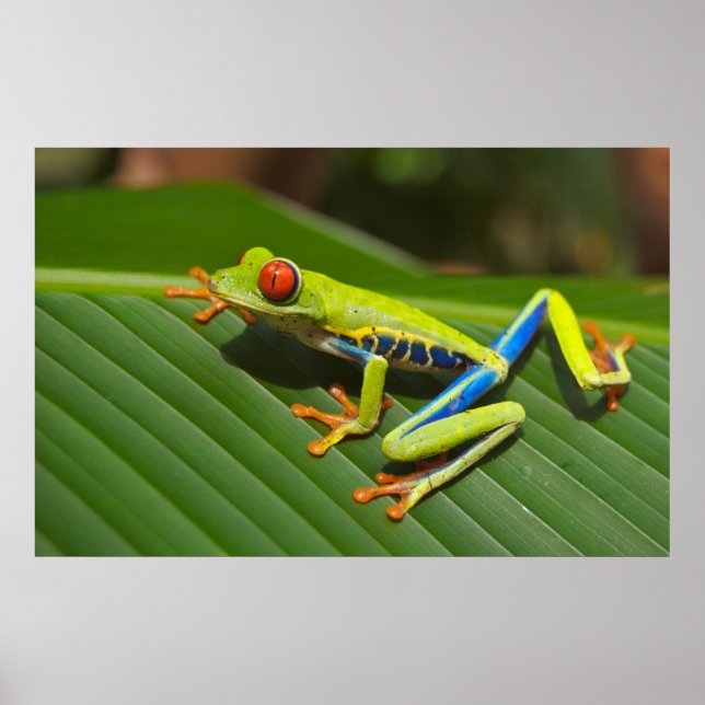 Affiche Grenouille aux yeux rouges (Devant)