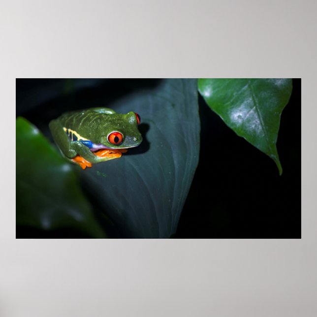 Affiche Grenouille aux yeux rouges assise (Devant)