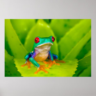 Affiche Grenouille aux yeux rouges, Costa Rica