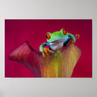 Affiche Grenouille aux yeux rouges en fleur rouge