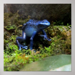 Affiche Grenouille bleue