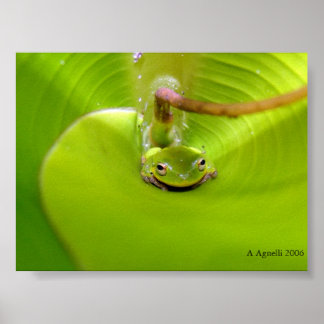 Affiche Grenouille cachée dans une feuille de bananier