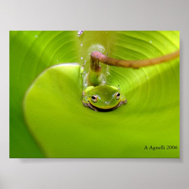 Affiche Grenouille cachée dans une feuille de bananier (Devant)