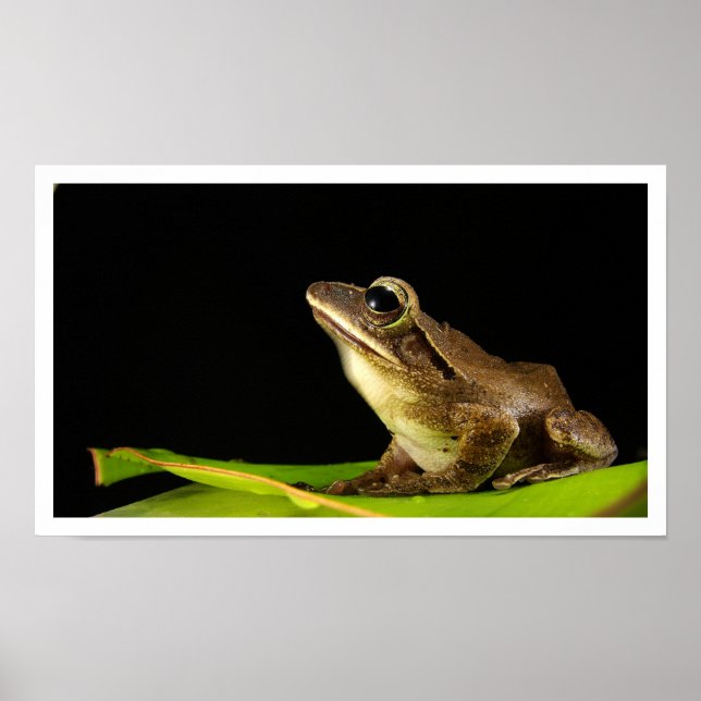Affiche Grenouille commune sur la feuille (Devant)