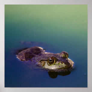 Affiche Grenouille dans l'eau Yeux de grenouille verte