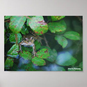 Affiche Grenouille dans un étang feuillu