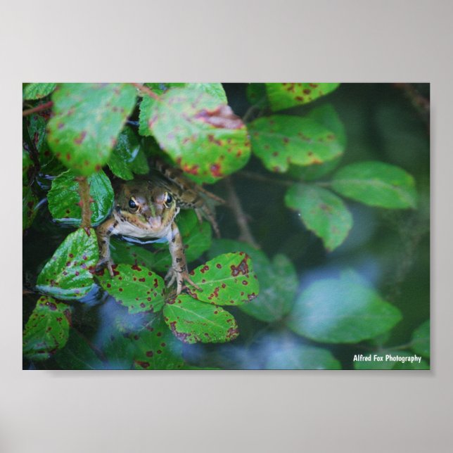 Affiche Grenouille dans un étang feuillu (Devant)