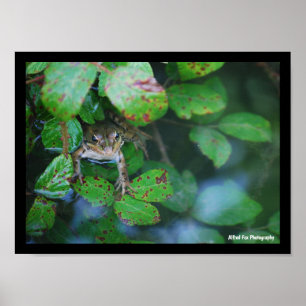 Affiche Grenouille dans un étang feuillu