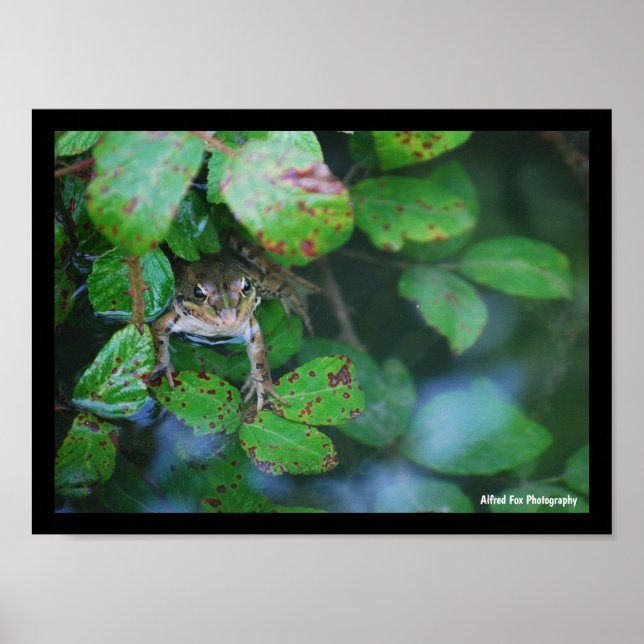 Affiche Grenouille dans un étang feuillu (Devant)