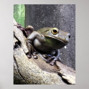Affiche Grenouille d'arbre labiée blanche