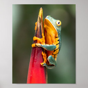 Affiche Grenouille de singe à pattes de tigre Vert Orange