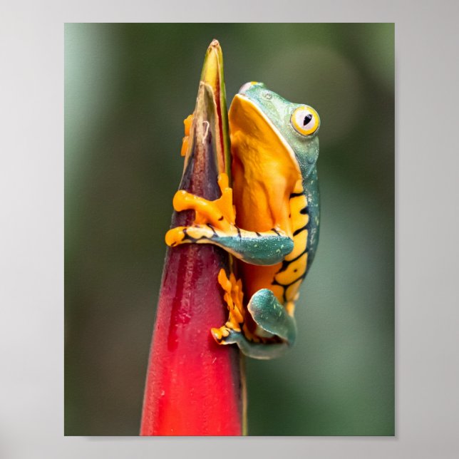 Affiche Grenouille de singe à pattes de tigre Vert Orange (Devant)