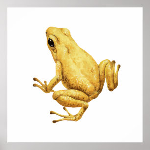 Affiche Grenouille dendrobate