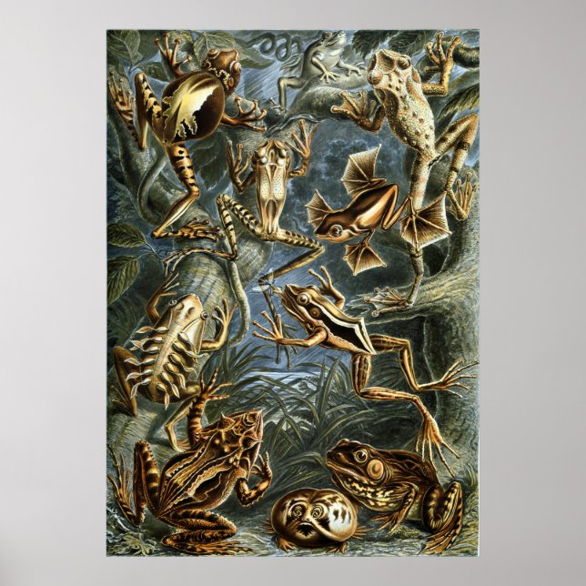 Affiche Grenouille et crapaud Ernst Haeckel vintage (Devant)