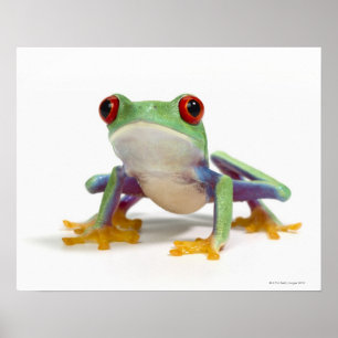 Affiche Grenouille femelle 2