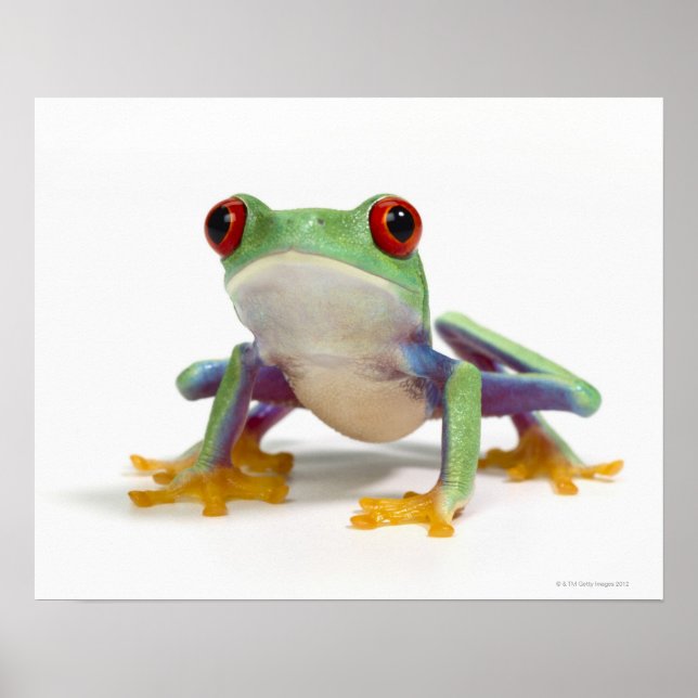 Affiche Grenouille femelle 2 (Devant)
