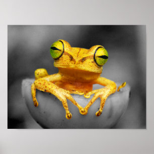 Affiche Grenouille jaune