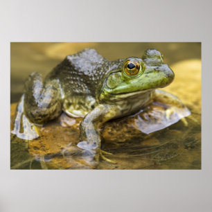 Affiche Grenouille le long de la rivière Buffalo, point mi