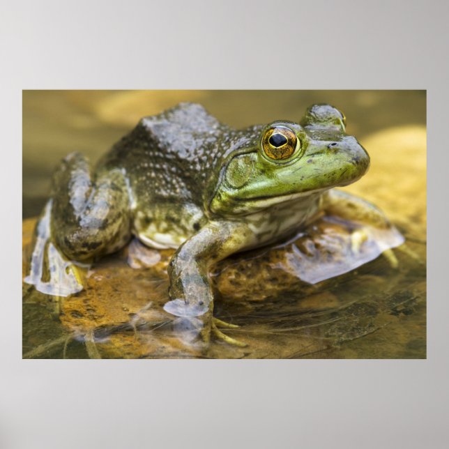 Affiche Grenouille le long de la rivière Buffalo, point mi (Devant)