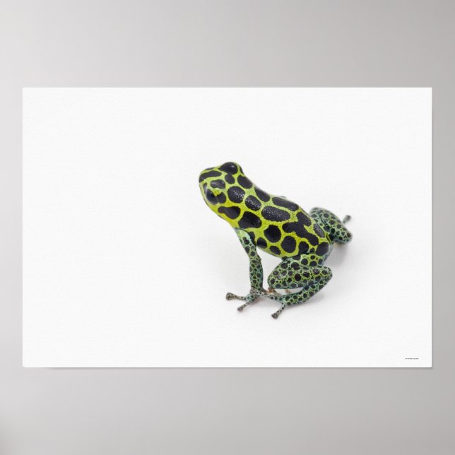 Affiche Grenouille noire Poison vert tacheté (Devant)