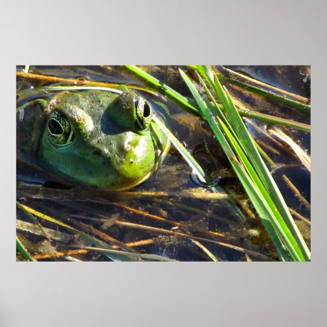 Affiche Grenouille taureau (Devant)