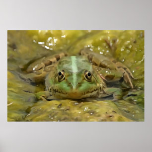 Affiche Grenouille verte Camouflée contre lit Patiné River