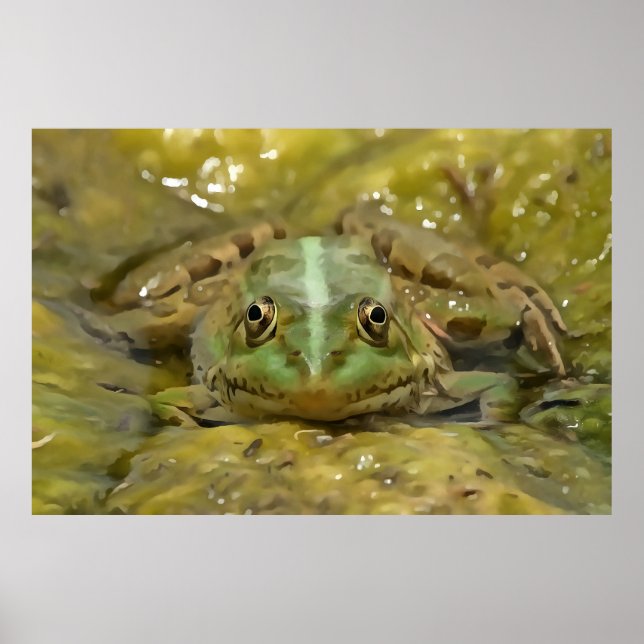 Affiche Grenouille verte Camouflée contre lit Patiné River (Devant)