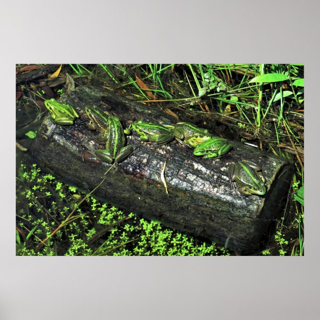 Affiche Grenouilles dans un journal (Devant)
