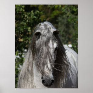 Affiche Grey Andalucian Stallion Headshot Long Mane