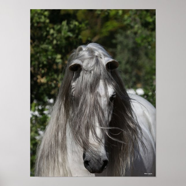 Affiche Grey Andalucian Stallion Headshot Long Mane (Devant)