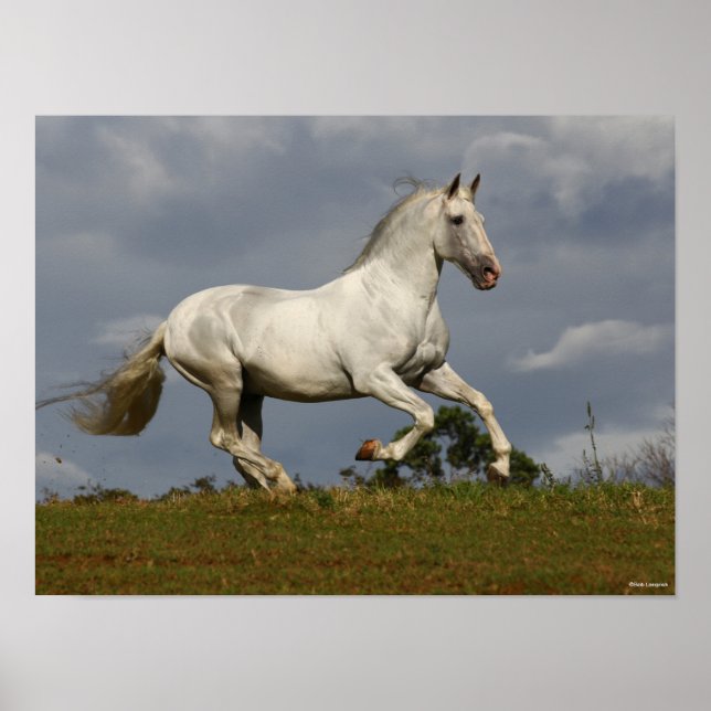 Affiche Grey Andalucian Stallion Running against Sky (Devant)