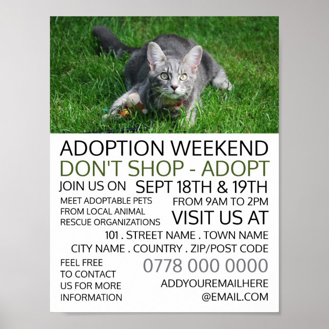Affiche Grey Cat on Grass, Pet Adoption Evénement Publicit (Devant)