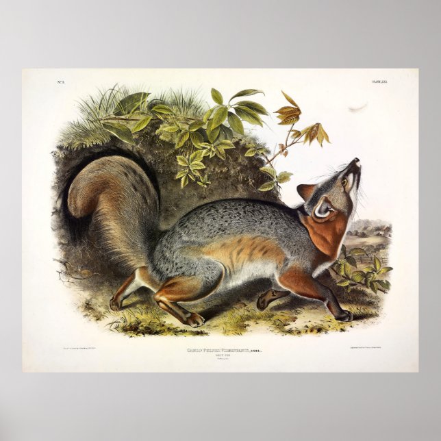 Affiche Grey Fox / Grey Fox Audubon's American Quadrupeds (Devant)