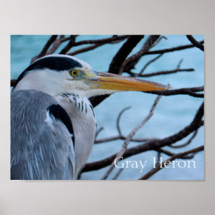 Affiche Grey Heron