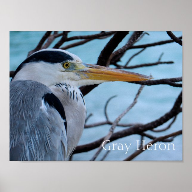 Affiche Grey Heron (Devant)