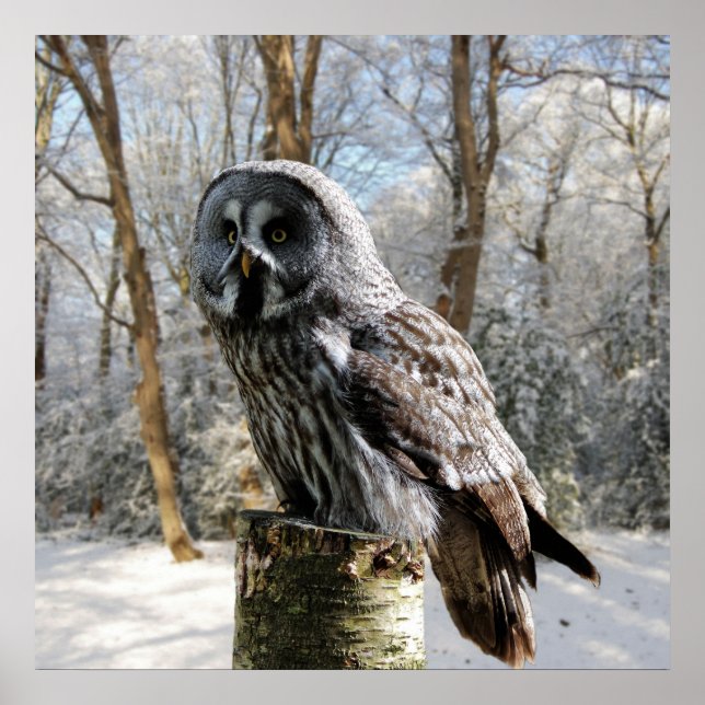 affiche grey-owl-snow-forest (Devant)
