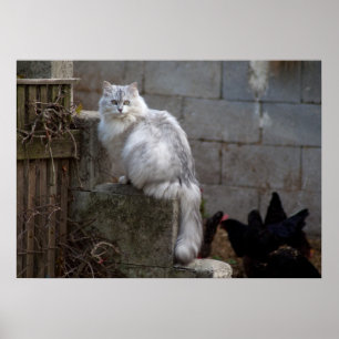 Affiche Grey-White Angora Cat