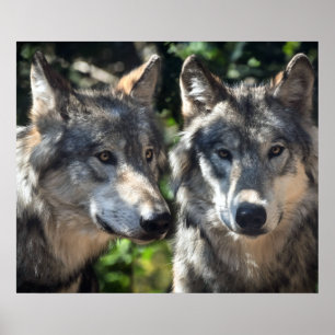 Affiche Grey Wolves in the Wild