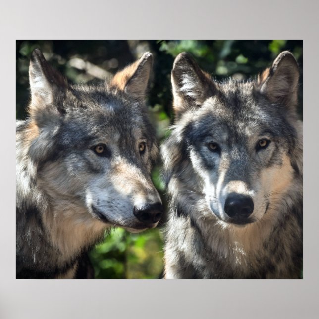 Affiche Grey Wolves in the Wild (Devant)