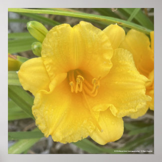 Affiche greyforaday Yellow Floral Print