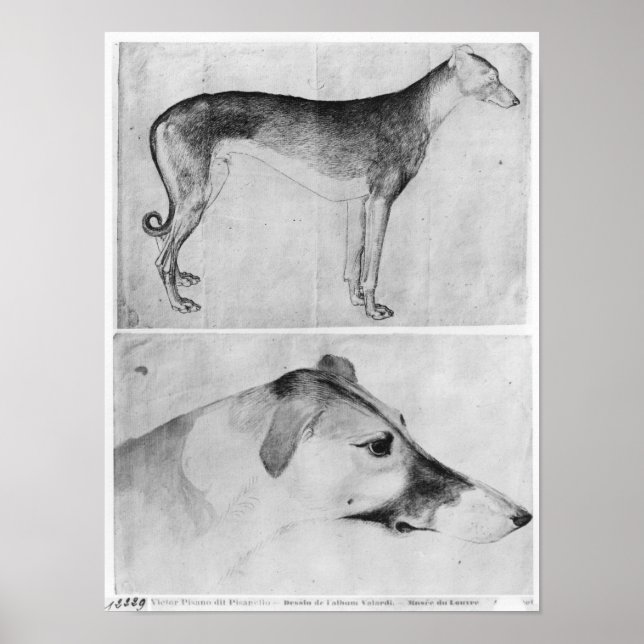 Affiche Greyhound et tête d'un greyhound (Devant)