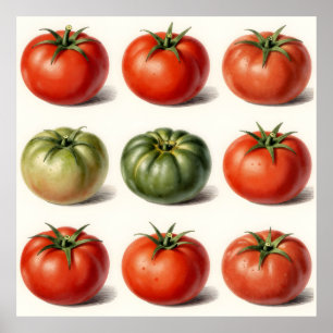 Affiche Grille botanique de variétés de tomates anciennes