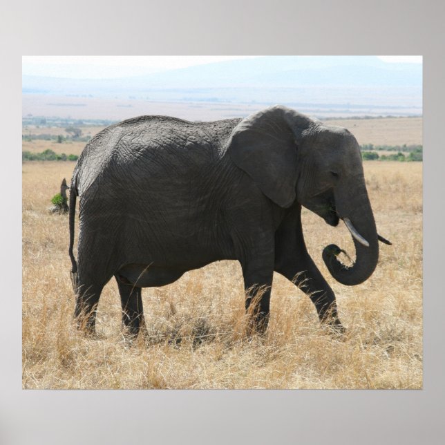 Affiche gris éléphant (Devant)