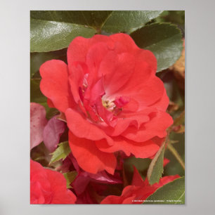 Affiche gris pour une journée Imprimé floral rouge