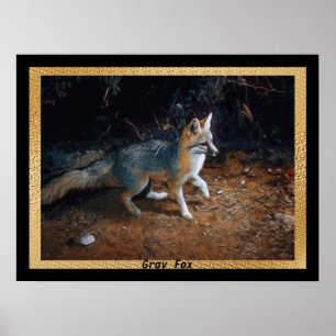 Affiche Gris Prêt Fox