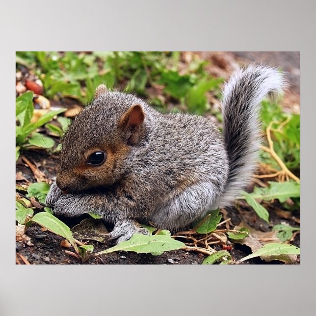 Affiche GrisBébé (Devant)