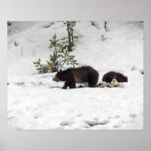 Affiche Grizzlies dans l'affiche de neige Imprimer