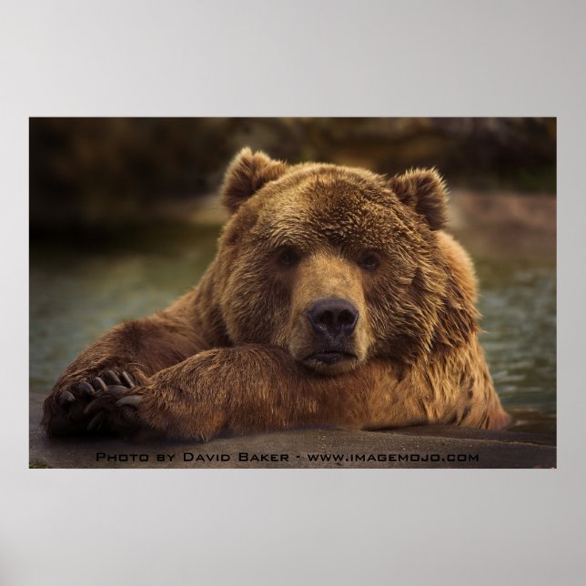 Affiche Grizzly Bear (Devant)